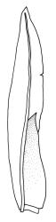 Fissidens linearis var. linearis, leaf. Drawn from holotype of F. allisonii, K.W. Allison 510, BM.
 Image: R.C. Wagstaff © Landcare Research 2014 